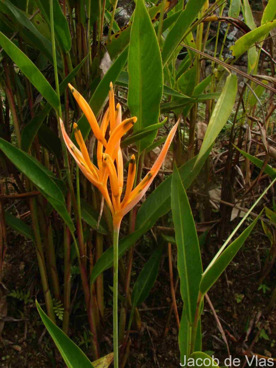 Heliconia psittacorum L.f.